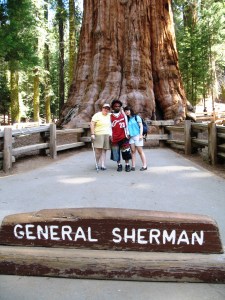 The biggest tree in the world!  50%